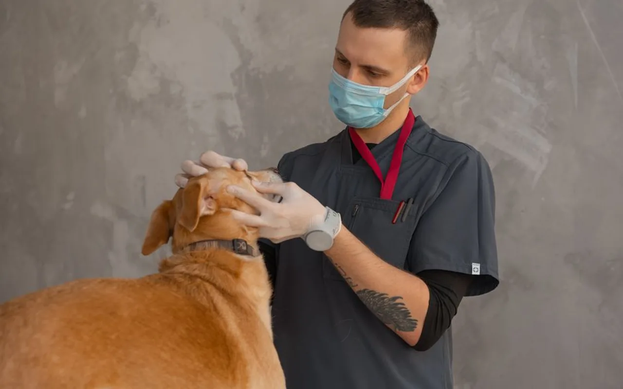 Animaux : la mutuelle santé vaut-elle le coût ?